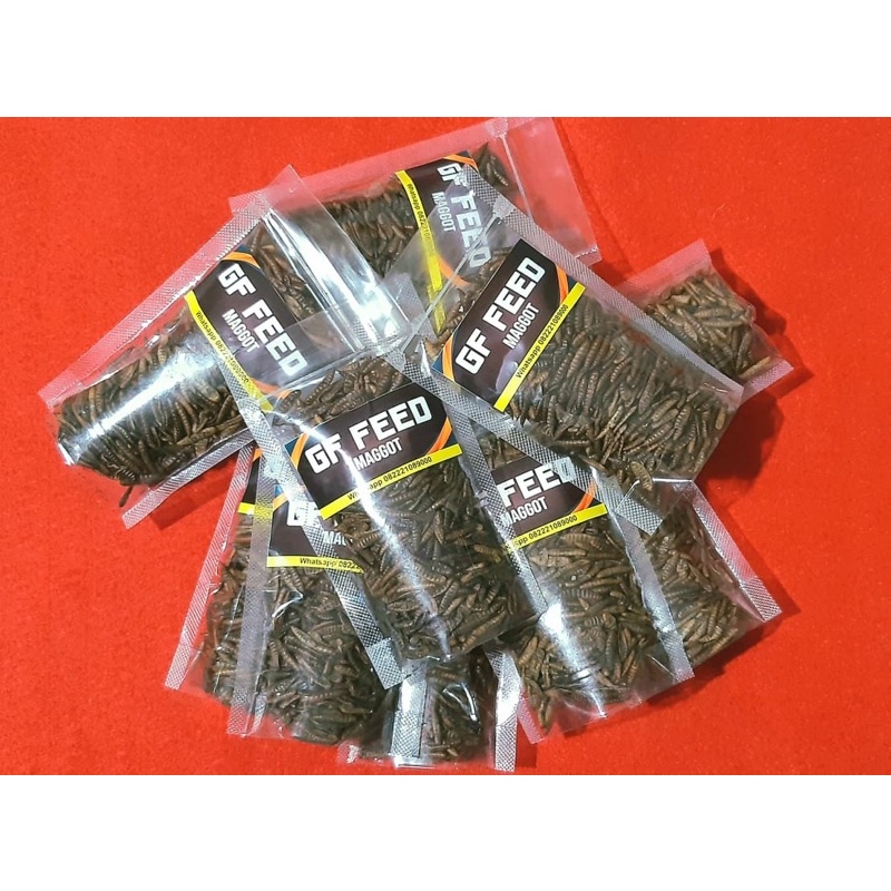 maggot magot manggot mangot kering dry pakan ikan channa dll