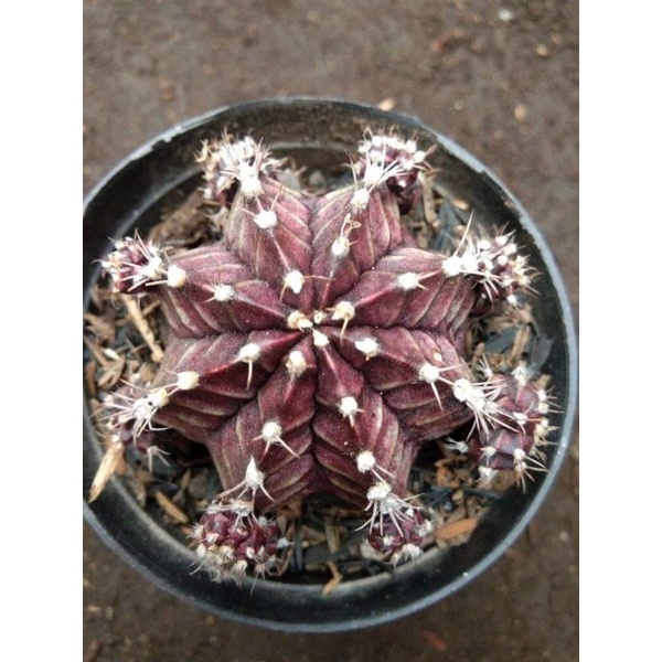 Gymno Black Cup Ownroot