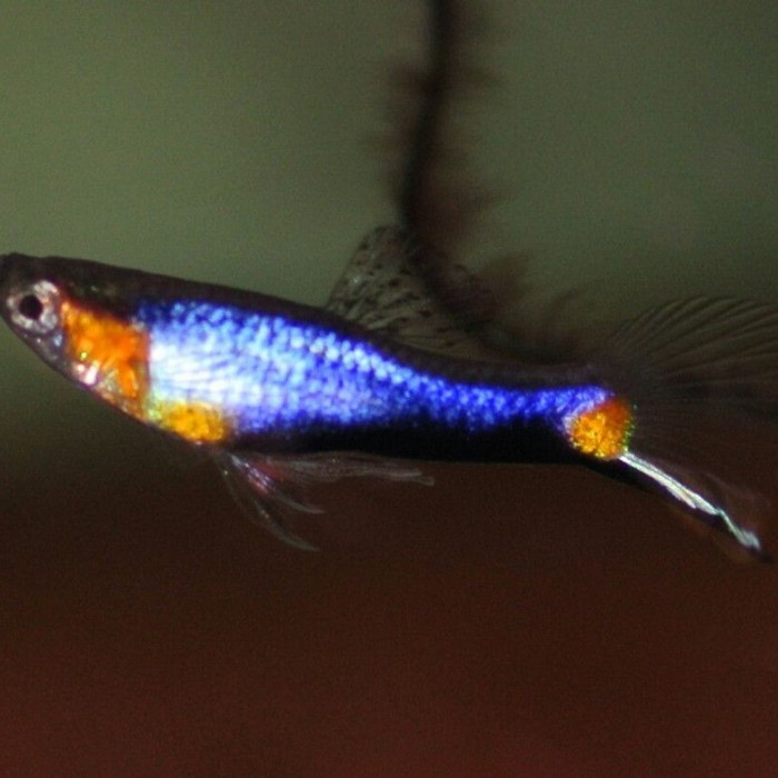endler blue star terlaris