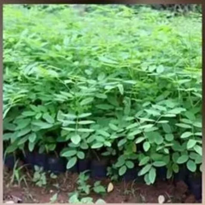MerAh Bibit Tanaman Pohon Indigofera Super