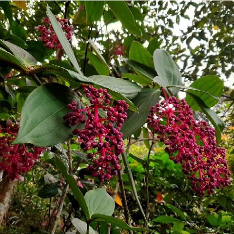 

BUAH PARIJOTO MURIA 1 KILO MURAH