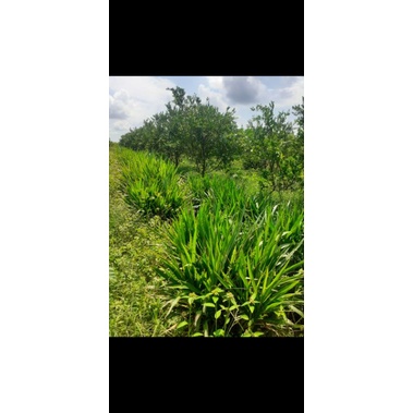 Rumput Odot