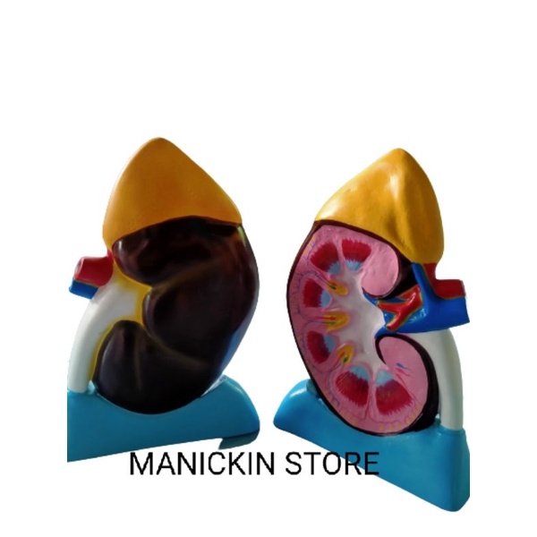 Anatomi model ginjal manusia / alat peraga Phantom manekin model ginjal