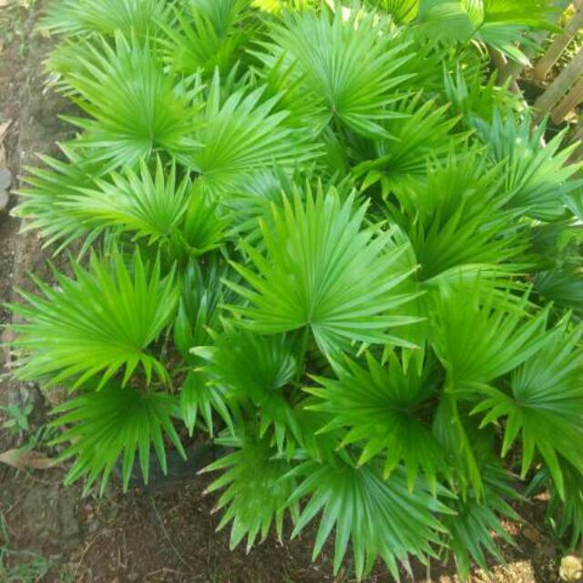 Tanaman hias palem bintang, pohon hias indoor, palem sadeng, palem kipas, hiasan taman.