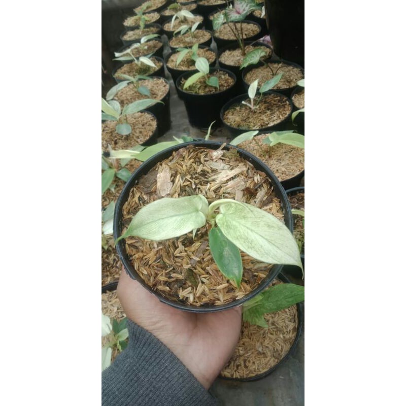 Tanaman Hias Philodendron Florida Ghost Kuku Bima-Philodendron Ghost Varigata