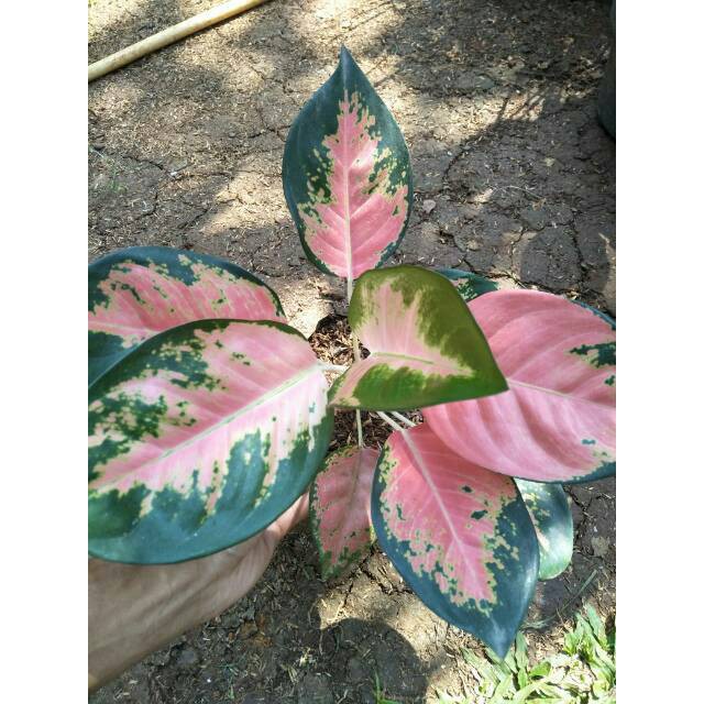 Tanaman hias aglonema kocin - Pohon aglaonema kocin paramuay