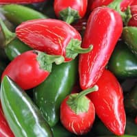 Benih Bibit Biji - Cabai Red Jalapeno Merah Chili Pepper Seeds