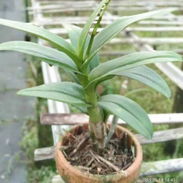 Promo Murah Tanaman hias anggrek dendrobium perbatang