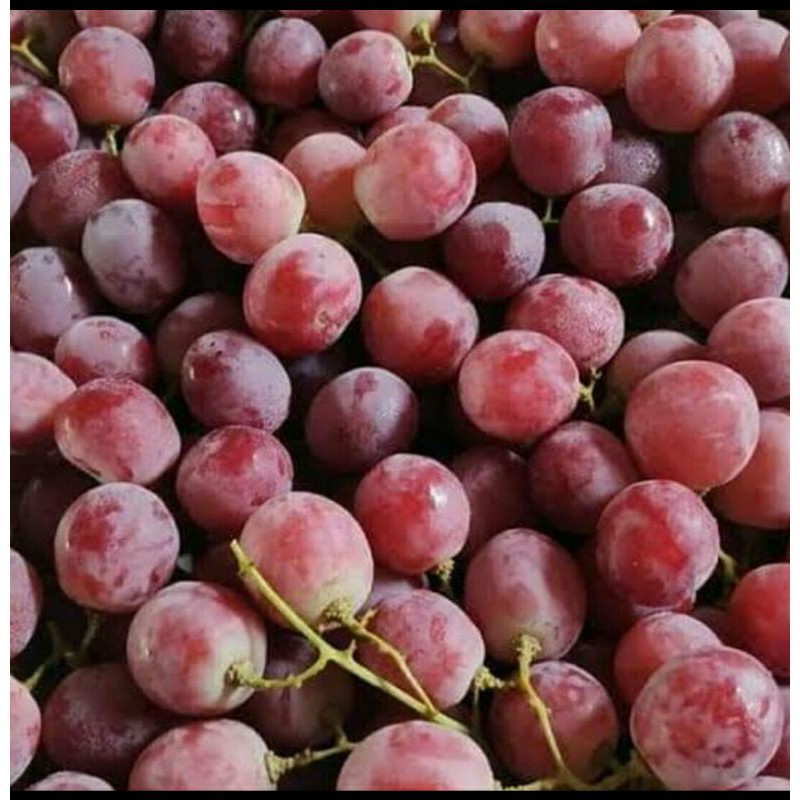 

Anggur merah fresh 1 kg