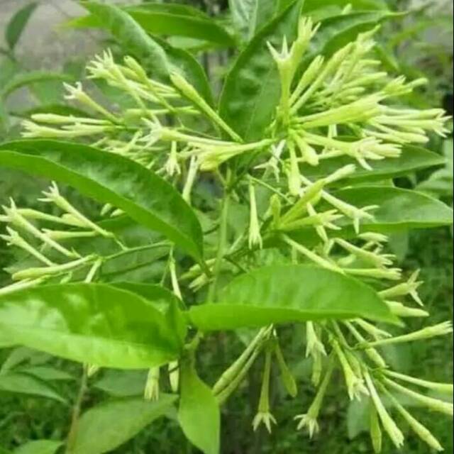 Bunga arum dalu