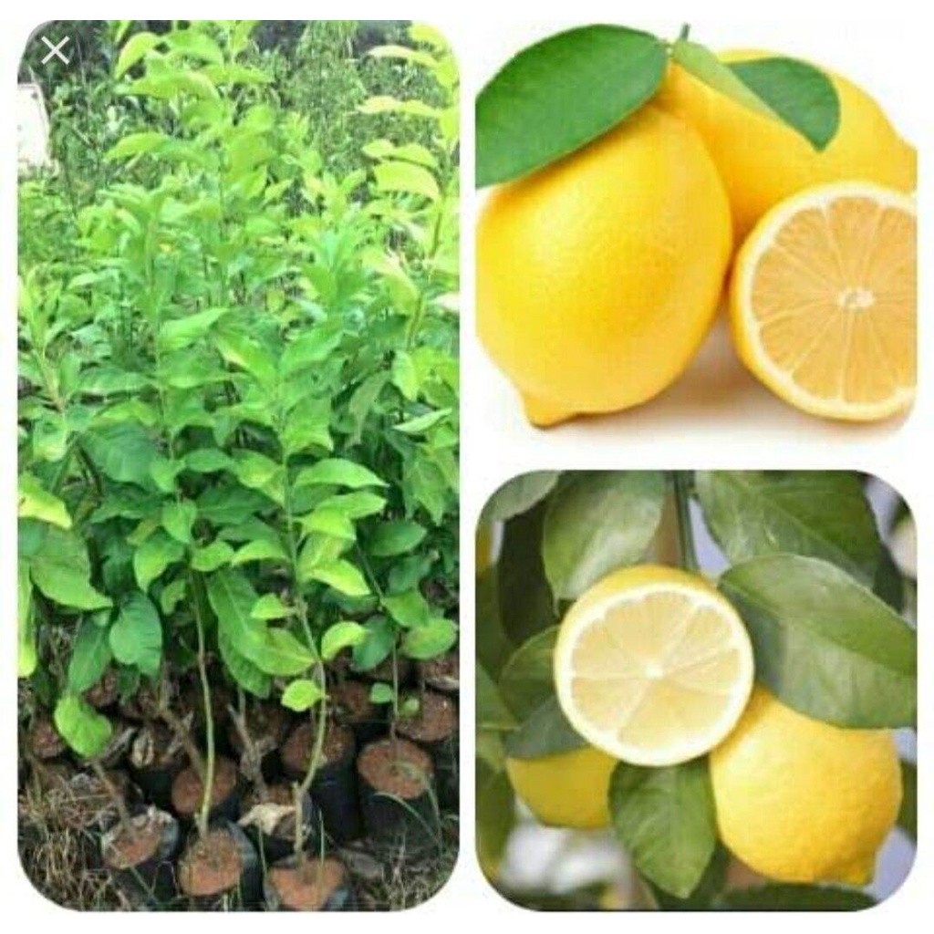 Bibit Unggul Tanaman Jeruk Lemon/Bibit Jeruk Lemon/HASIL OKULASI/