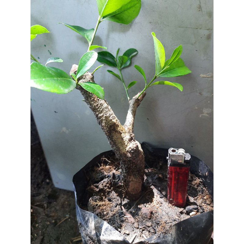 bahan bonsai jamblang/juwet/ tanaman herbal jamblang/juwet.