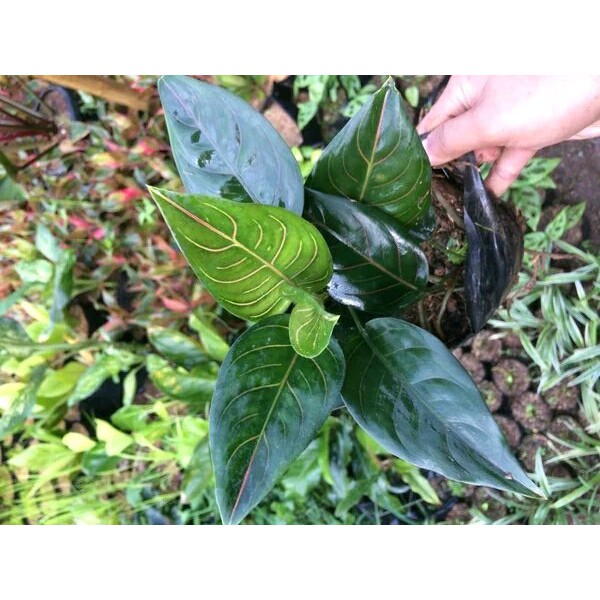 PROMO tanaman hias aglaonema rotundum aglonema garis merah Ready Stock