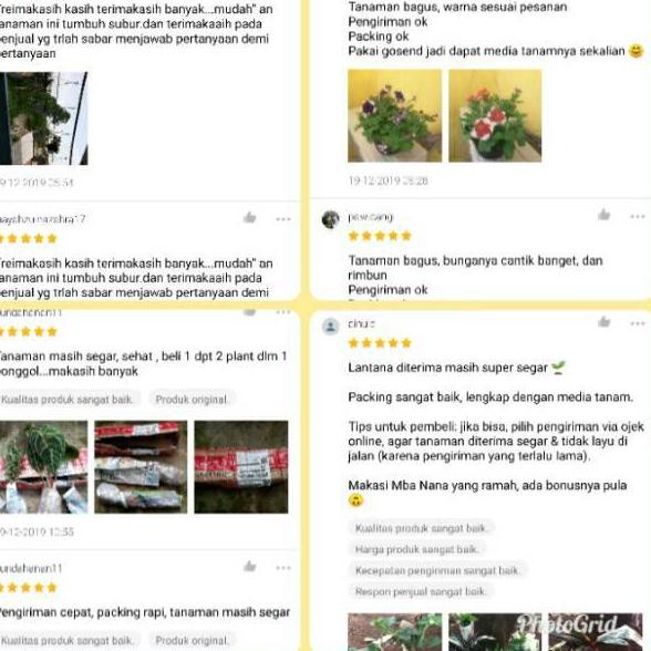 2.2 Brand  bibit Tanaman Hias pohon bunga hidup melati belanda rambat BUNGA TUMPUK pengantin mawar h