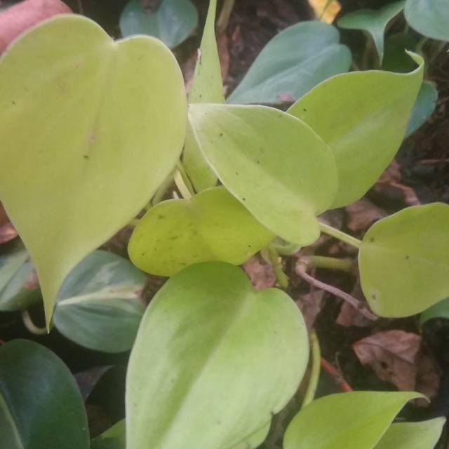 Tanaman sirih gading lemon love-sirih gading lemon love-sirih gading-tanamanhias