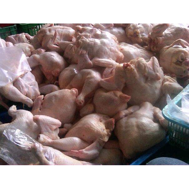 ayam karkas broiler 0.6 - 0.68 ons