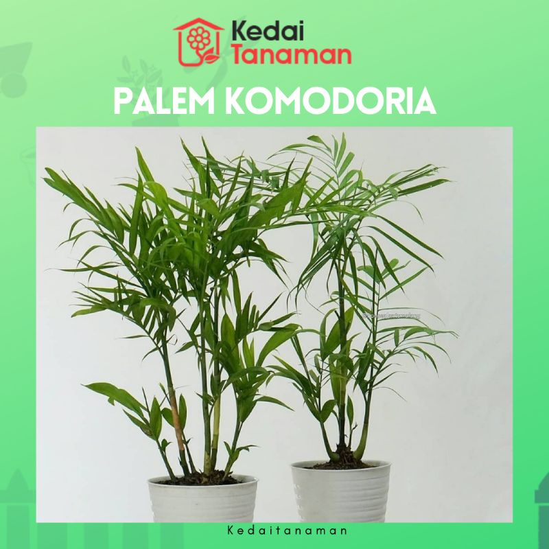 Tanaman Hidup Palem Bambu Komodoria - Tanaman Hias Palem Chamaedorea - bibit pohon Palm Comodoria