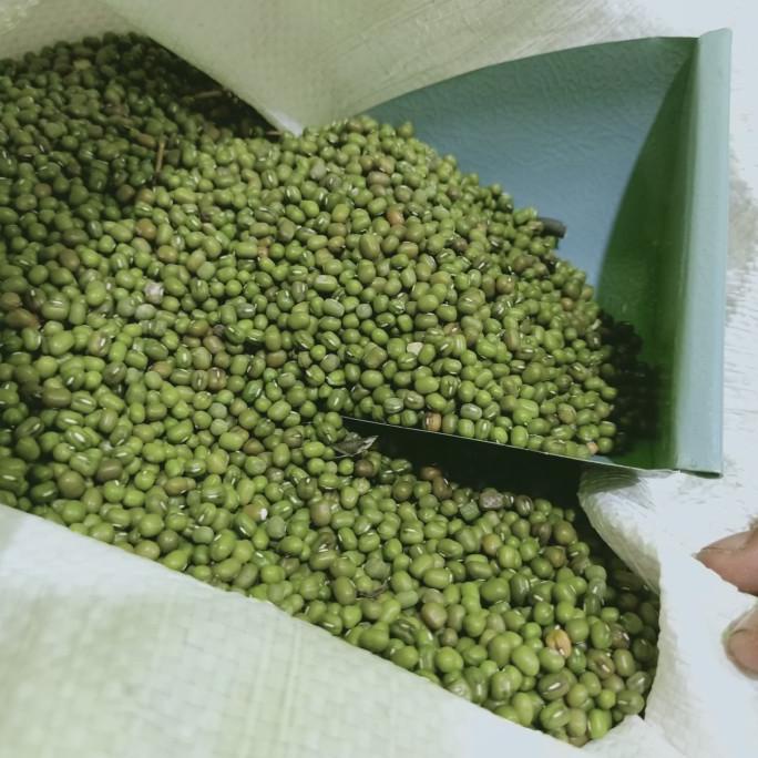 

NEW PRODUCT Mung Bean (Kacang Hijau)Burma Import 500gram Kualitas Terbaik AP061