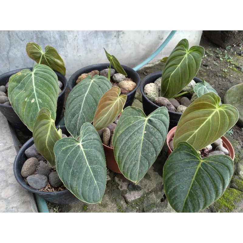 PHILODENDRON MELANOCHRYSUM DAUN NARROW FORM NERO FOAM MELANO PHILO
