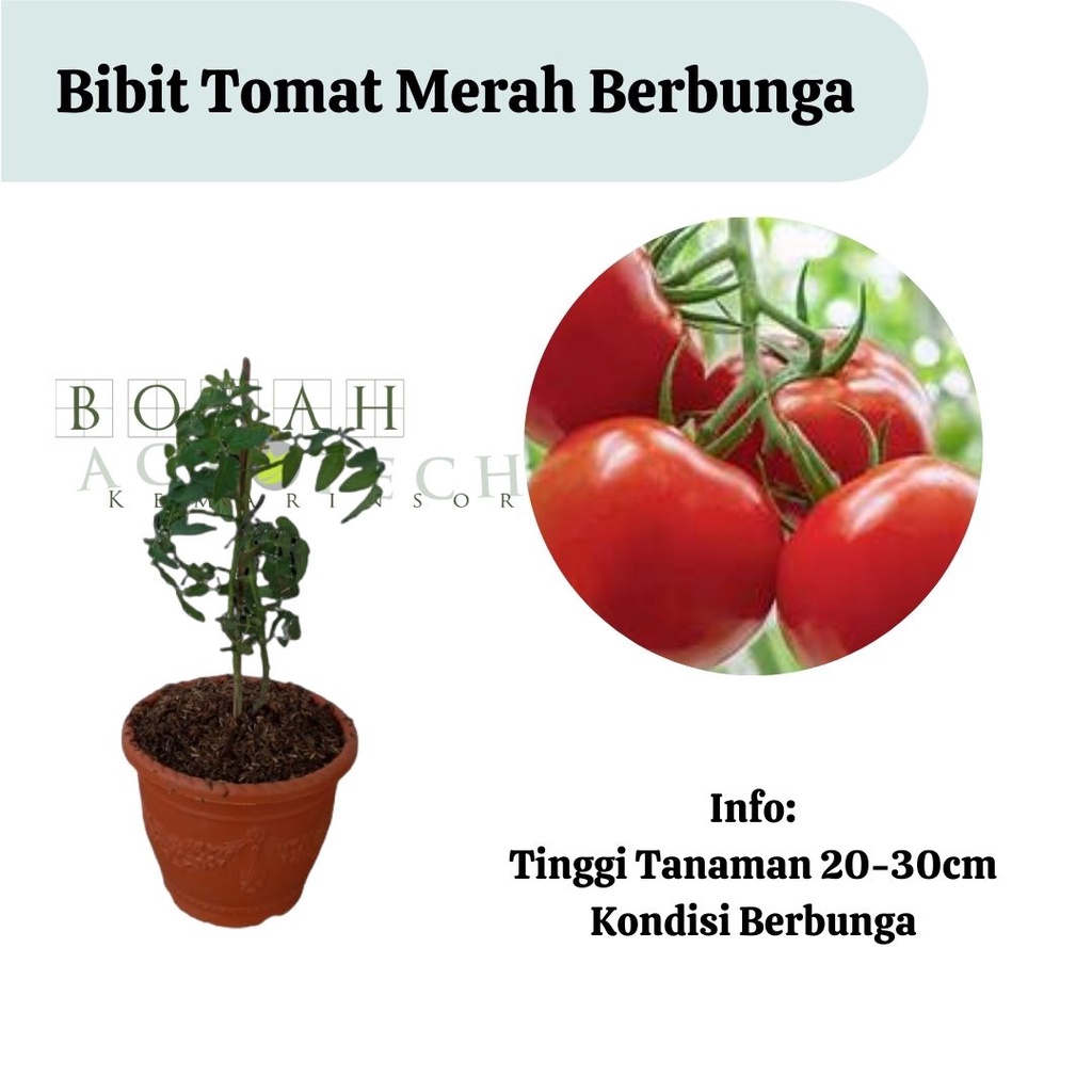 Bibit Tomat  Merah Berbunga