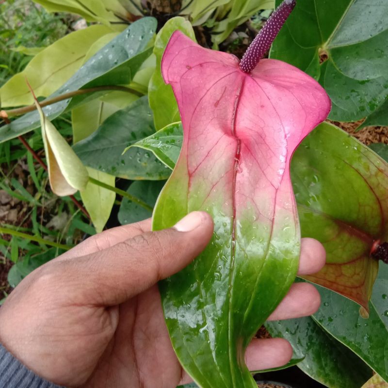 anthurium presiden hybrid