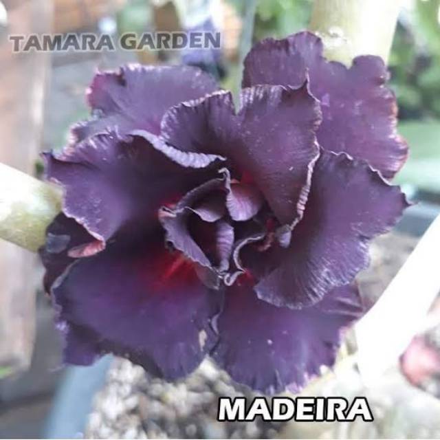 Bibit Bunga Kamboja Adenium Madeira - Tanaman Hias