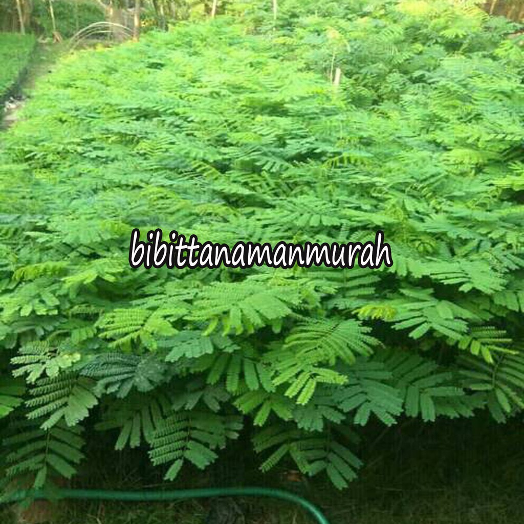 Bibit bunga flamboyan