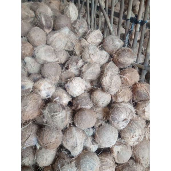 

kelapa tua