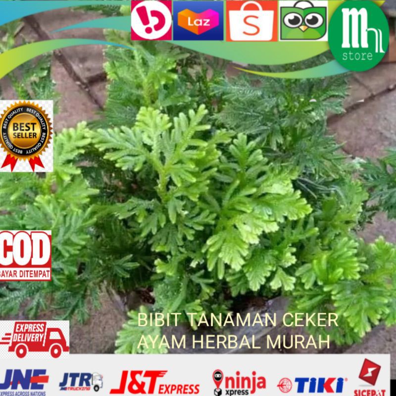 

DAUN CEKER AYAM SEGAR 500 GR