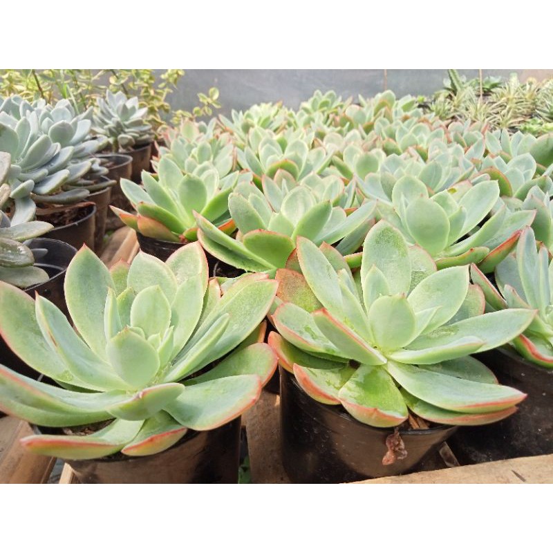 Sukulen Echeveria Lemon Lime White Hijau  Mutasi