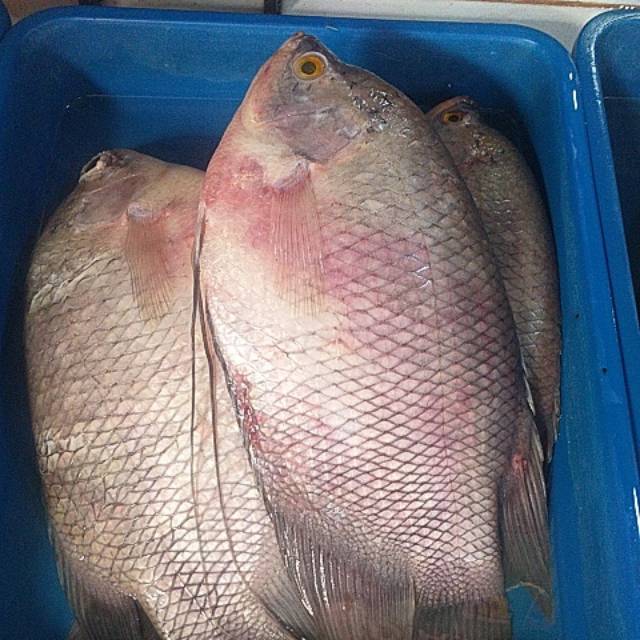 

IKAN FRESH GURAME FRESH 1 ekor