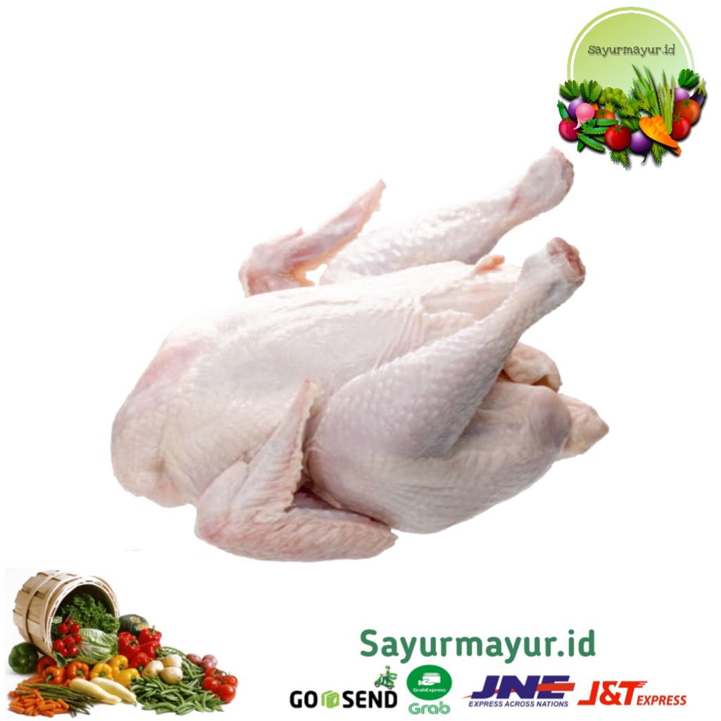 

AYAM 1 EKOR SEGAR / AYAM BERSIH BERAT ± 1,5 KG