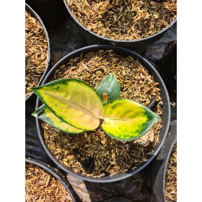 bibit anakan aglonema sultan brunei daun 1/2