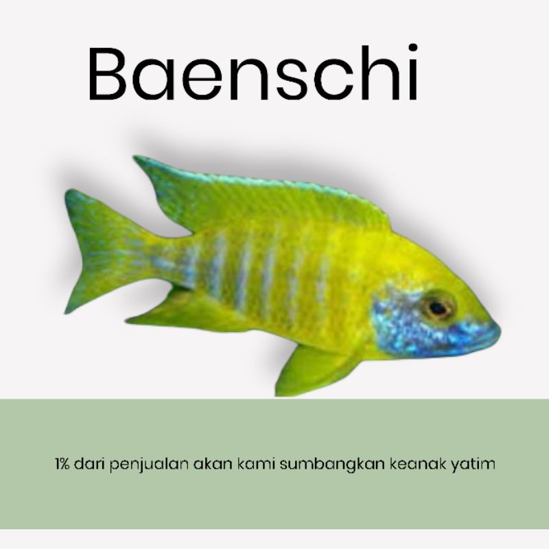 ikan africa cichlid baenchi