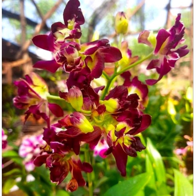 Dendrobium Mawar Red | Bunga Bertumpuk & Cantik