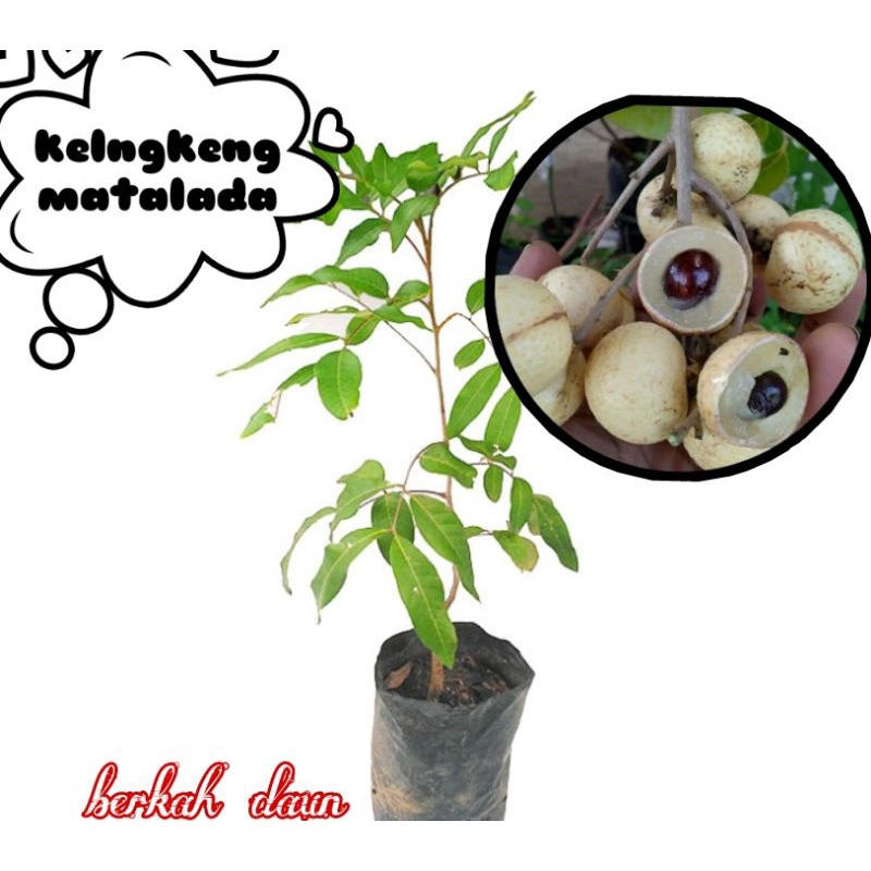 Bibit kelengkeng matalada super