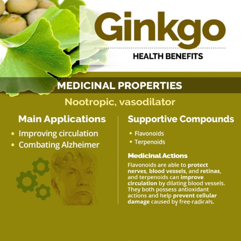 GINKGO LEAF TEA : GINKGO BILOBA LEAF TEA (30 TEA BAG)