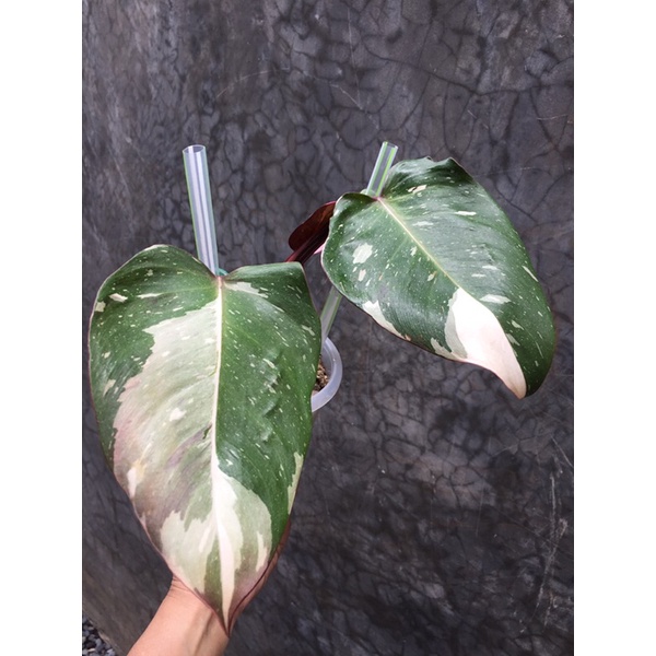 philodendron anderson varigata
