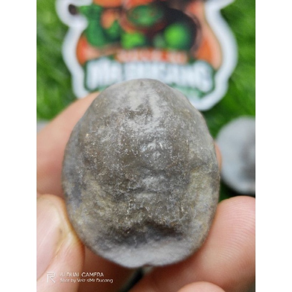 MUNCANG ADU JASTIK MALANGBONG