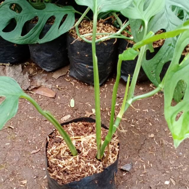 Janda bolong daun besar - monsera obliqua