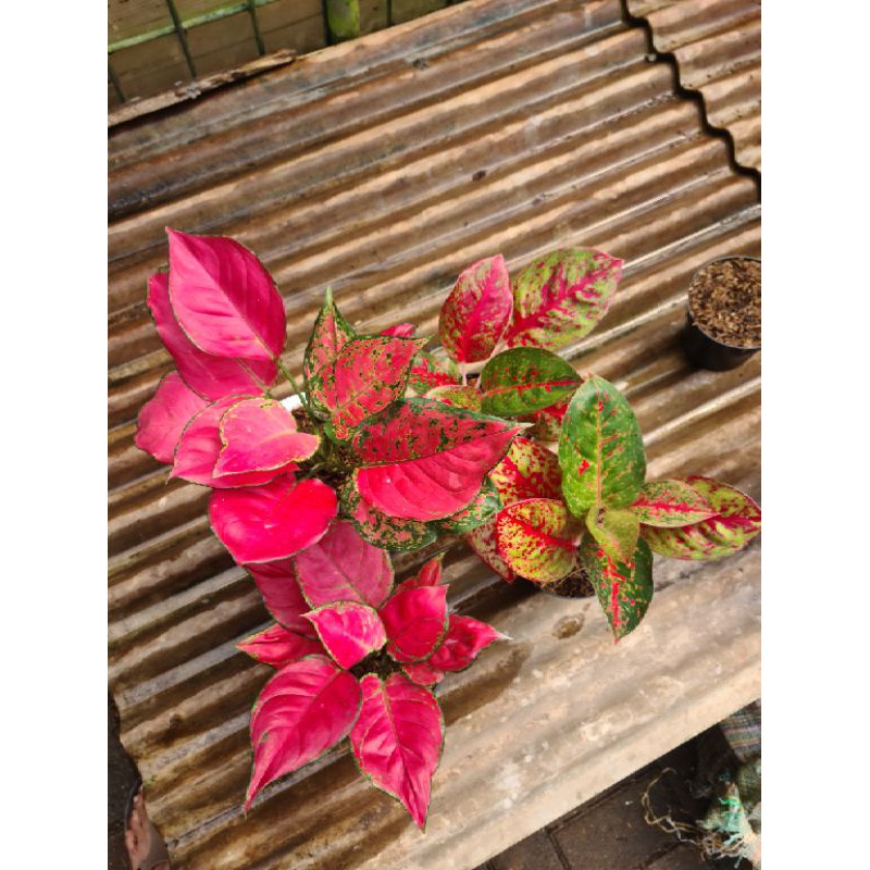 paket aglonema red stardust dan red anjamani jumbo
