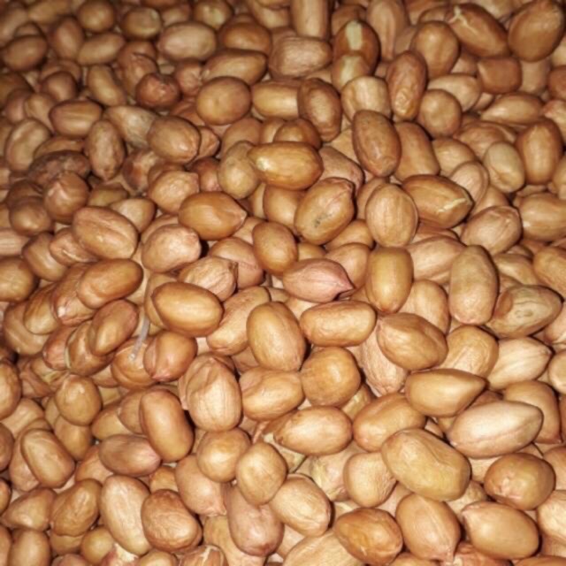 

Kacang tanah 1/4 kg