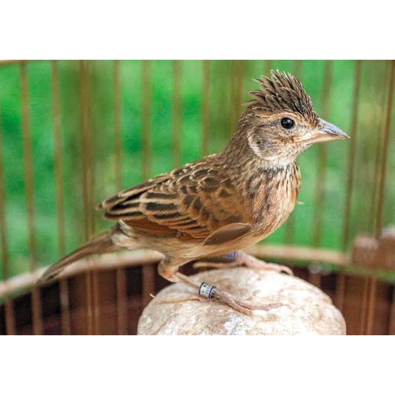 Burung Branjangan Jawa Timur