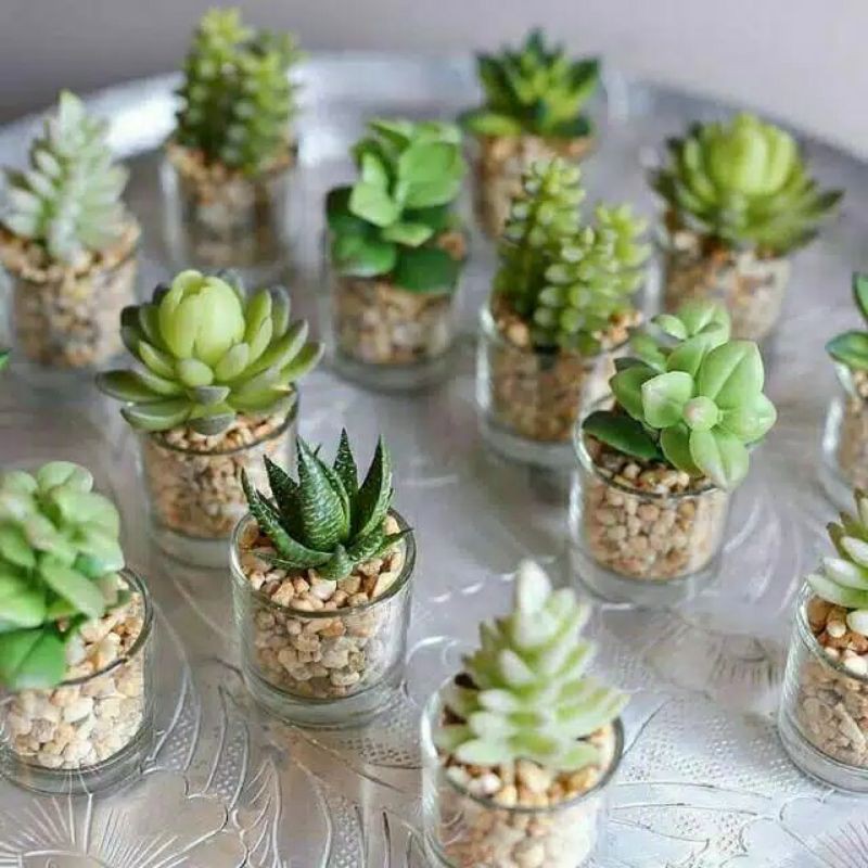 Tanaman Kaktus Sukulen / Kaktus Sukulen Mini / Paket Terrarium Kaktus Sukulen