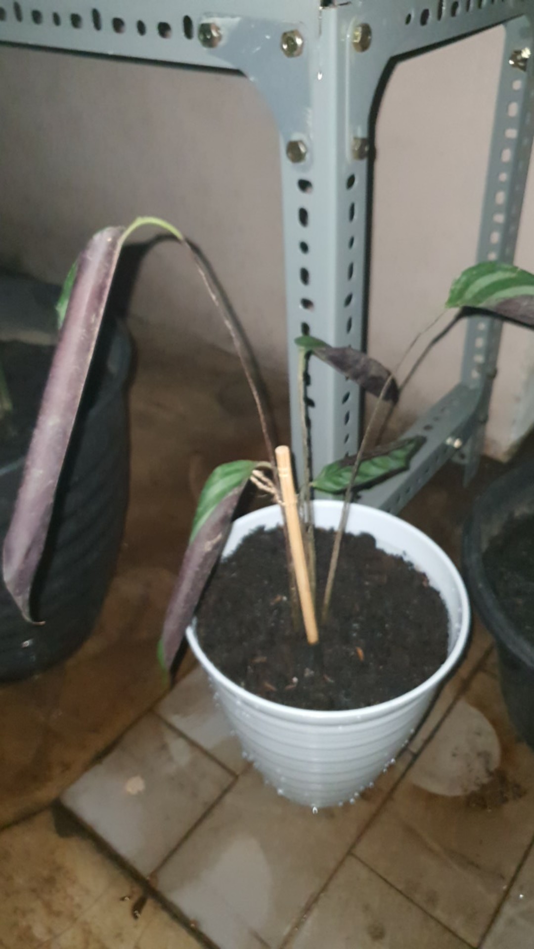 Tanaman Hias Calathea Sentosa Tanaman Hias