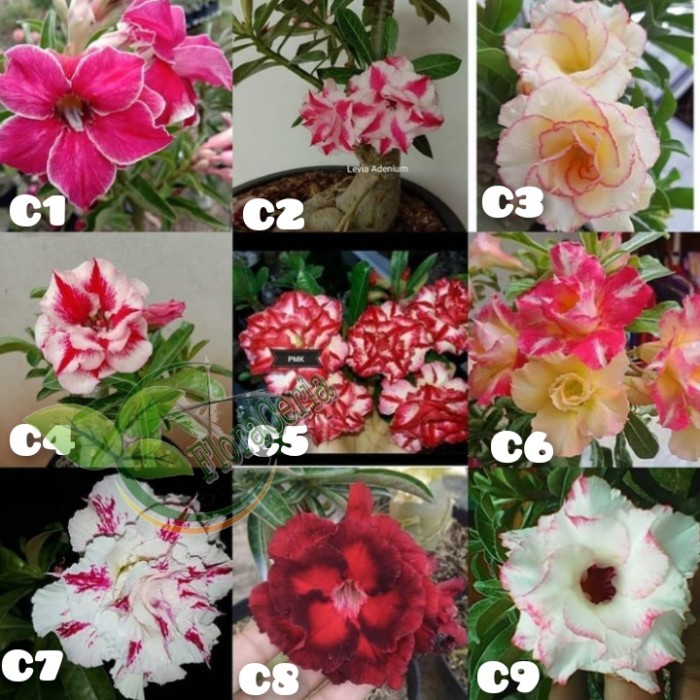 

Paket 9 Bibit Bunga Adenium Tumpuk - Kamboja Jepang Hk