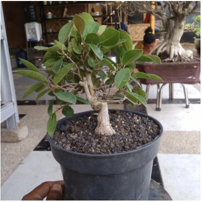 Bonsai Beringin silver /Ficus Silver