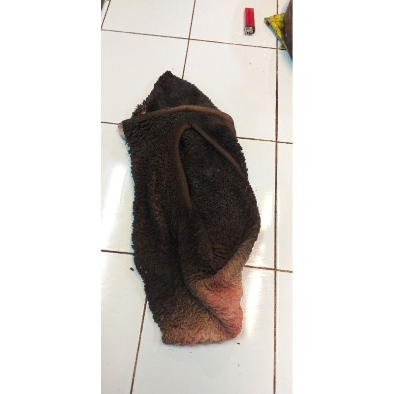 

Babat Sapi Segar Lokal / Babat Handuk Hitam/ Beef Tripe