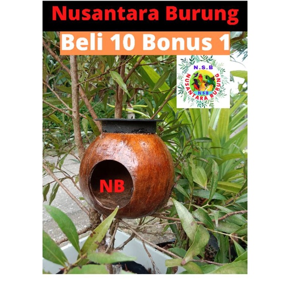 Glodok Burung Murai glodok Burung lovebird Glodok Batok kelapa