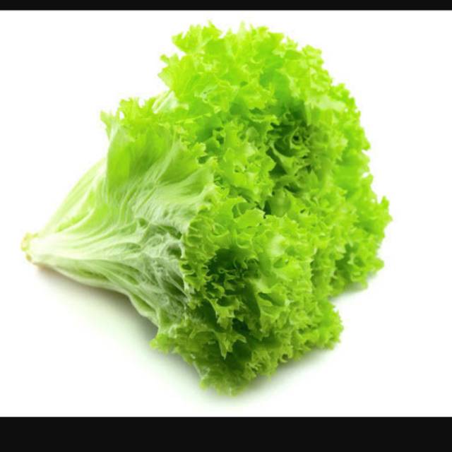 

Selada Keriting cocok untuk salad gado-gado garnish atau pelengkap bbq